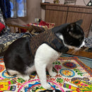 Adjustable Soft Vest Pet Harness For Dogs