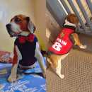 Summer T-shirt For Pets