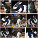 Adjustable Soft Vest Pet Harness For Dogs