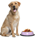 Pantone Design Stainless Steel Dog Bowl