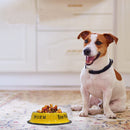 Convenient Food and Water Bowl for Dogs & Cats